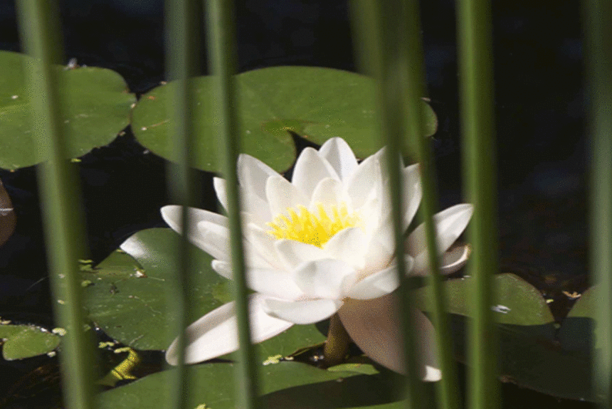 Lotus Cure de santé